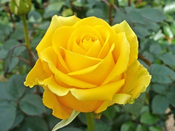 رز میکلانژ