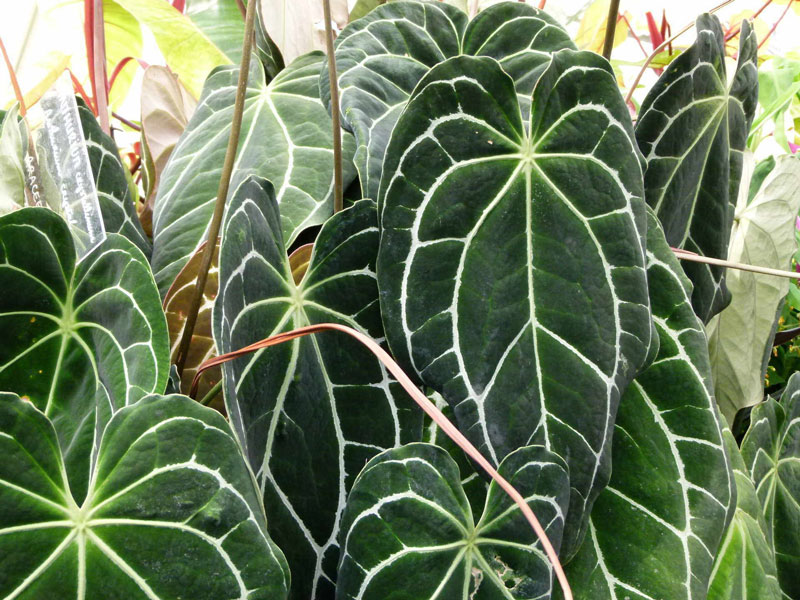 آنتوریوم آس پیک (Anthurium Crystallinum)