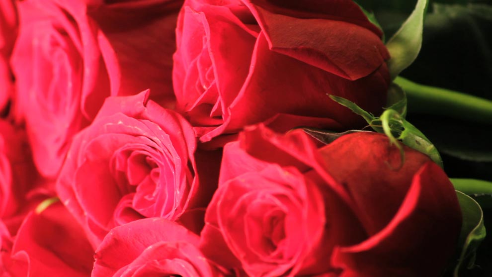 گل­های رز (Love)