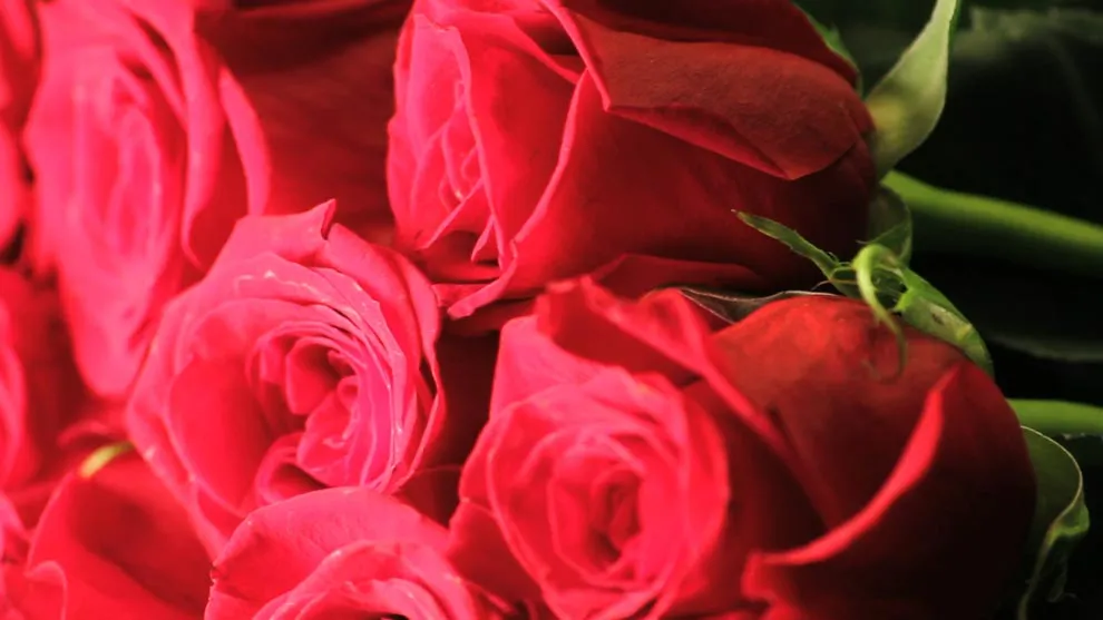 گل­های رز (Love)