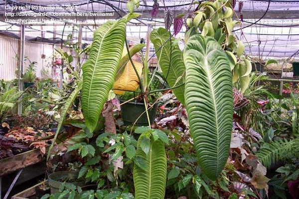 شاه آنتوریوم (Anthurium Veitchii)