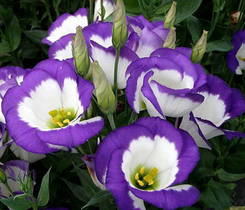 گل لیسیانتوس