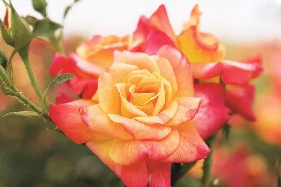 گل سرخ (Montezuma)