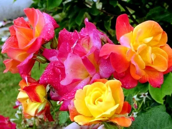 گل­های رز سال نو