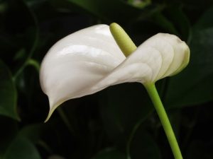 گل آنتوریوم