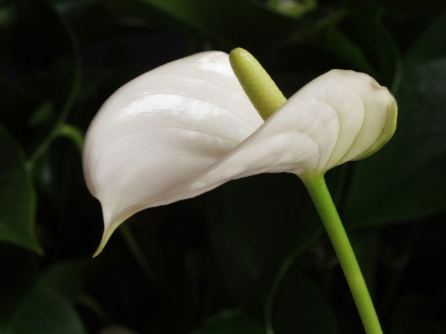 گل آنتوریوم