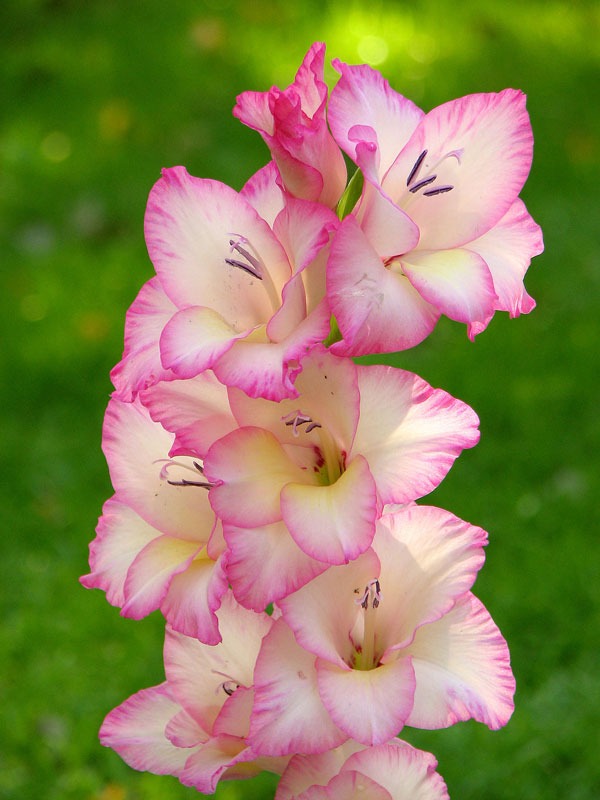 گل گلایل پریسیلا