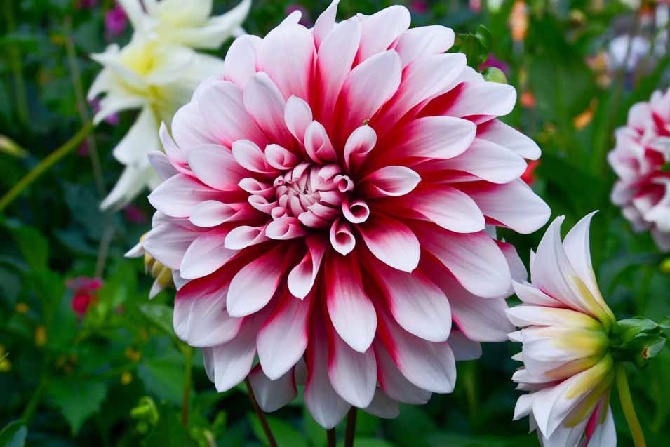 گل Dahlia