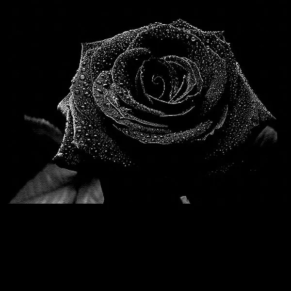 نکاتی برای پرورش گل رز سیاه