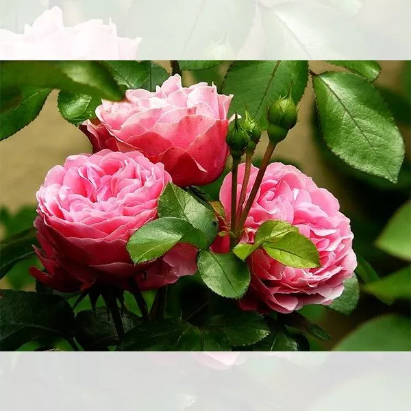روش کاشت و نگهداری انواع گل رز