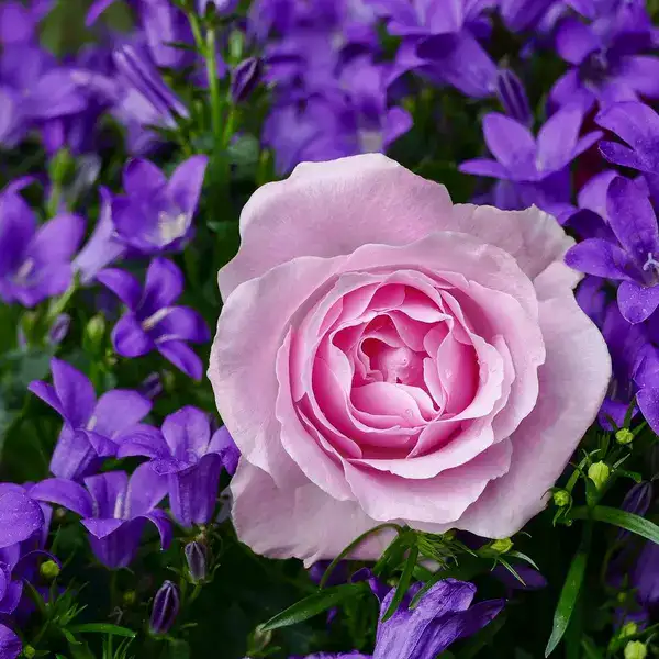 گل رز Grandiflora