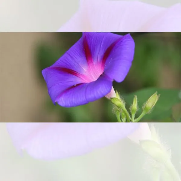 گل نیلوفر