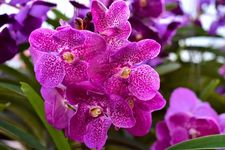 گل ارکیده Vanda Orchids