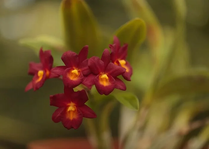 گل ارکیده Cycnoches Orchid