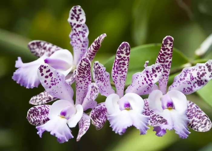 گل ارکیده Cattleya Orchid