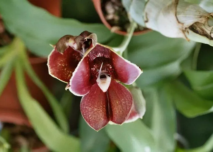 گل ارکیده Catasetum Orchid