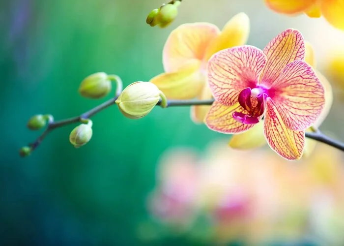 گل ارکیده Phalaenopsis
