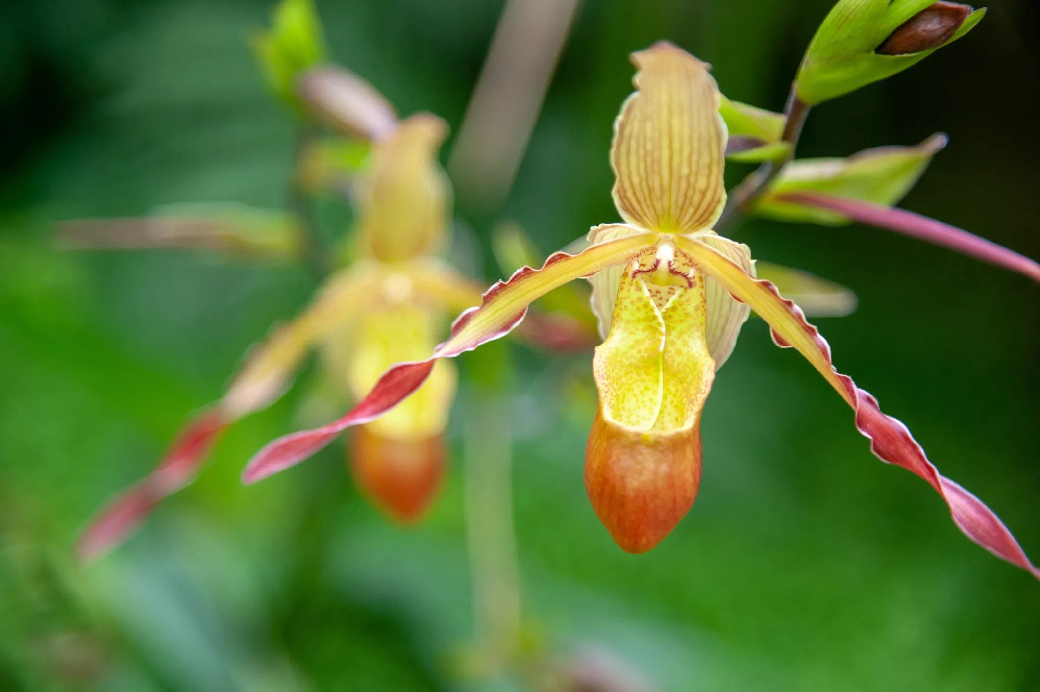 گل ارکیده Phragmipedium Orchids