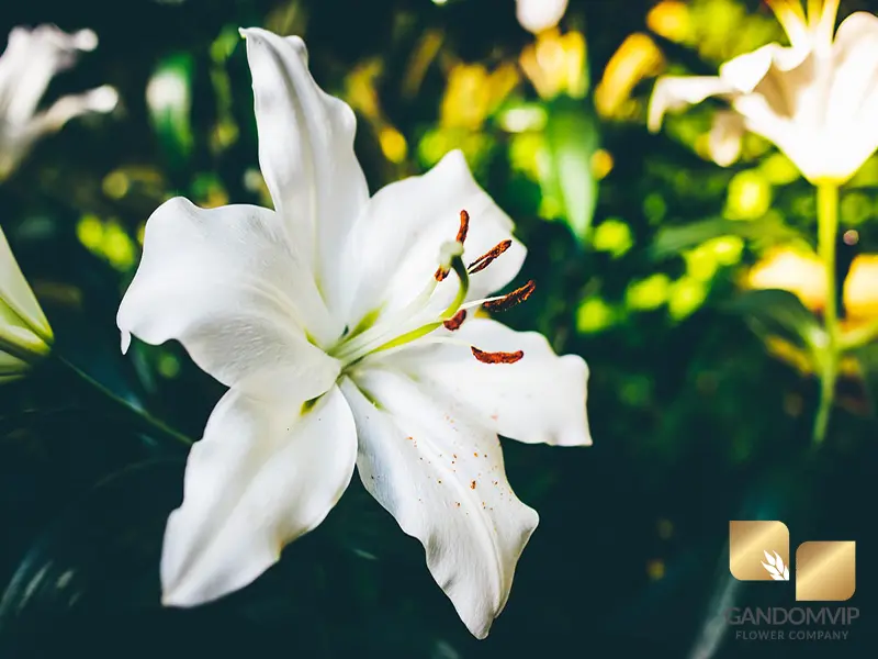 لیلیوم سماقی