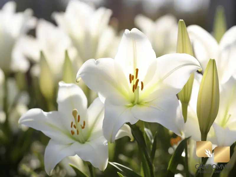 گل لیلیوم آسیایی