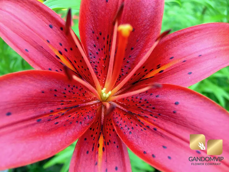 گل لیلیوم سماقی