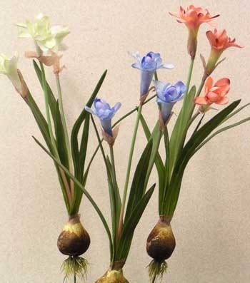 پیاز گل فریزیا