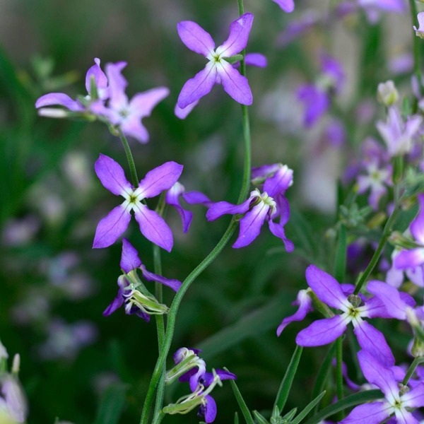   matthiola incana