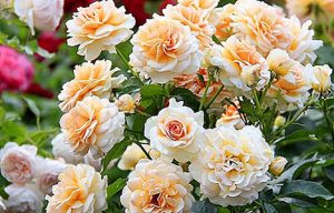 انواع گل رز هلندی
