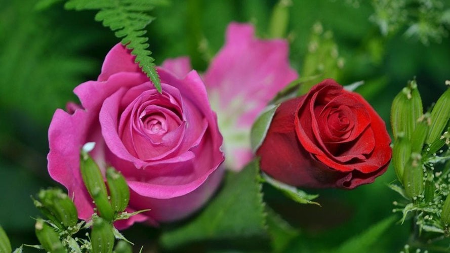 گل های رز مقاوم