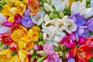 گل فریزیا