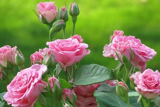 رز بوته ای هیبریدی مشک