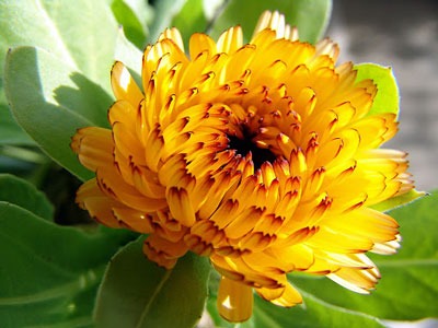 کاملیا سیننسیس