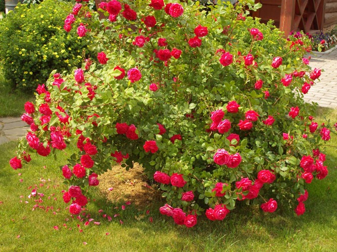 گل رز بوته ای