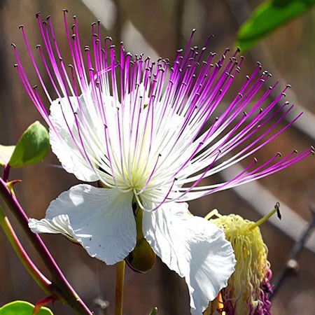 گل Capparis spinosa