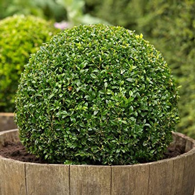 شمشاد (Buxus sempervirens)