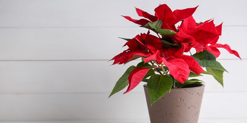 نگهداری گل کریسمس Poinsettias