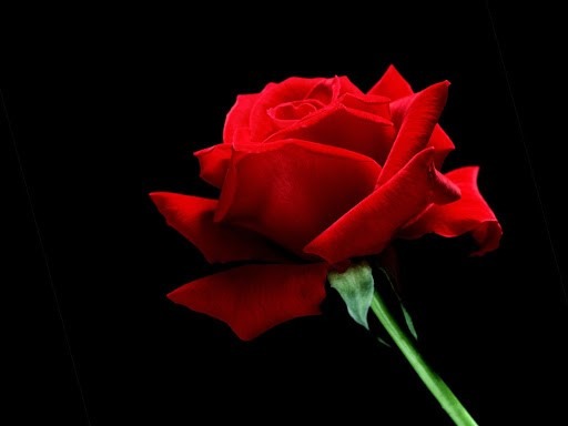 گل رز قرمز
