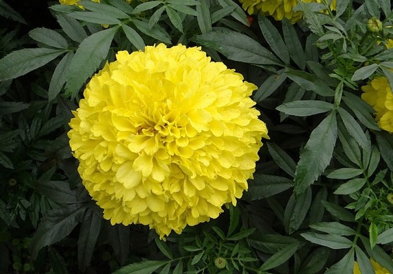 گل (AFRICAN MARIGOLD (TAGETES ERECTA