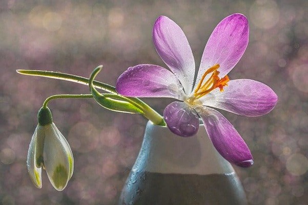 16 گل که میتوانند در آب رشد کنند