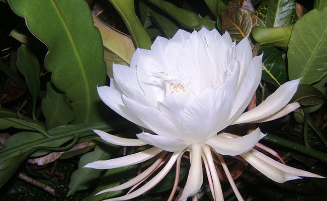 Native to Sri Lanka, Kadapul