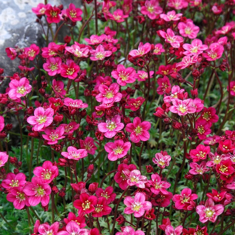گل Saxifraga گل ساکسی فراژ یا ساکسی فراگا