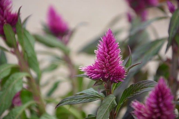 گل (COCKSCOMB (CELOSIA