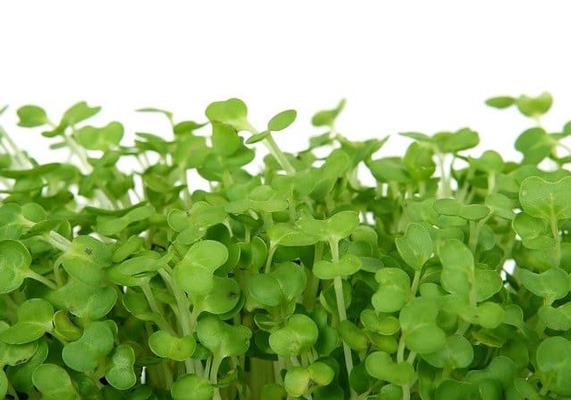 گیاه (CRESS (LEPIDIUM SATIVUM
