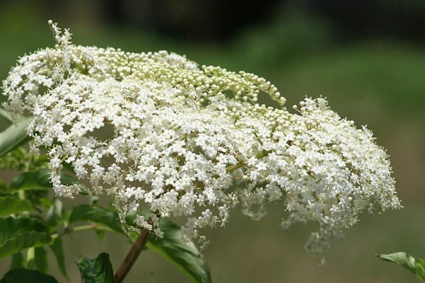 گل نفس کودک (GYPSOPHILA)