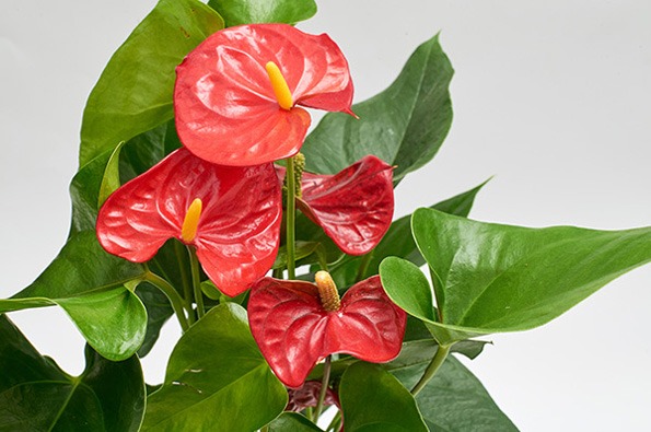 گل آنتوریوم