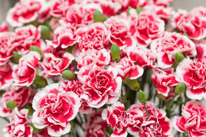 10 تا از محبوب ترین گل های روز مادر