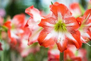 چگونه گل های آماریلیس (Hippeastrum) را پرورش دهیم
