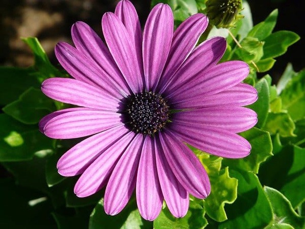 گل (AFRICAN DAISY (OSTEOSPERMUM