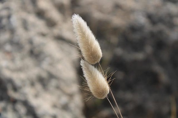 گل (BUNNY Tail tail (LAGURUS OVATUS