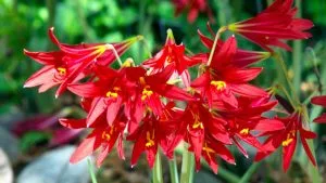 پرورش و نگهداری گل لیلیوم Oxbloods